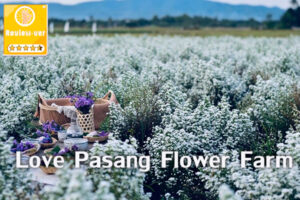 Love Pasang Flower Farm